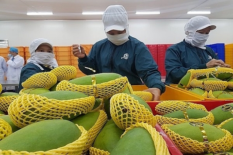 An Giang to export mangoes to US in June