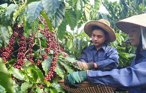 Viet Nam to manage coffee quality through new database