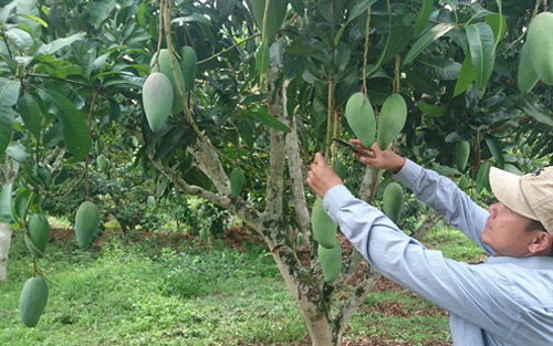 Son La mangoes exported to demanding markets
