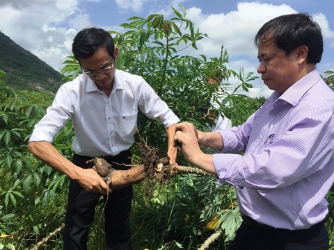 Viet Nam’s agricultural products facing barriers to enter Chinese market
