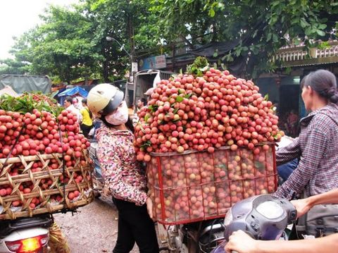 Viet Nam becomes second largest exporter of lychees