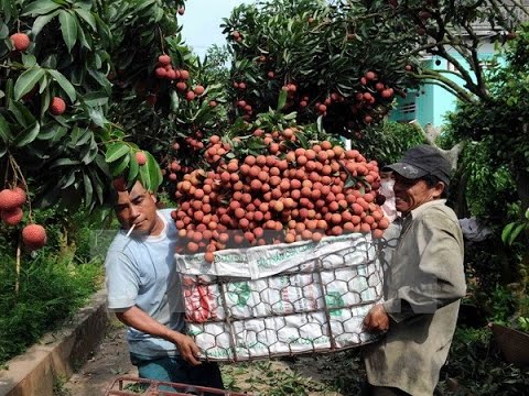 Vietnam farmers enjoy lychee export price surge