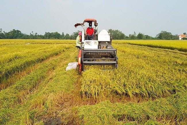China slashes Vietnamese rice imports