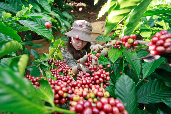 Vietnam's H1 coffee exports fall 10.6%, rice down 2.9%