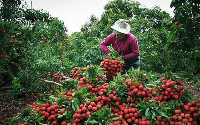 Lychee revenue in Bac Giang reaches 60-year high of US$262.6 million