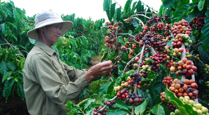 Vietnam domestic coffee prices flat as low stocks hit transactions