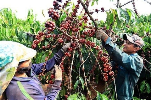 VN coffee exports plummet as robusta prices fall