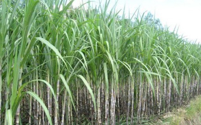 Sugar firm (SBT) to sell more than 61 million treasury shares