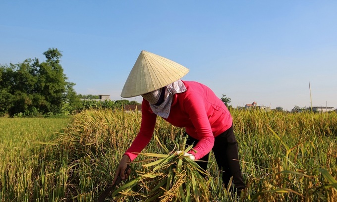 Steep plunge in rice exports to China as import rules tighten