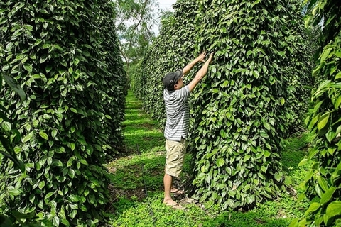 Pepper sector urged to renew growth model