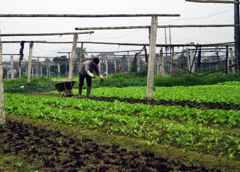VN to boost use of organic fertiliser