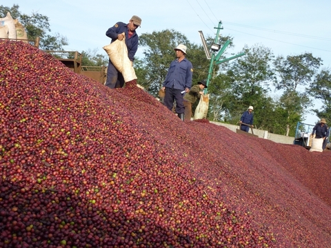 Coffee export prices plummet