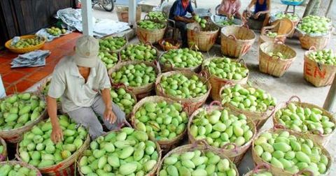 Viet Nam focuses on fruit exports for higher value