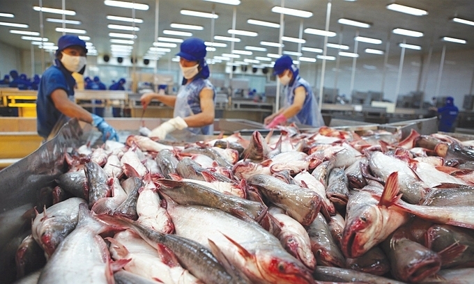 Pangasius exports to US continue to fall