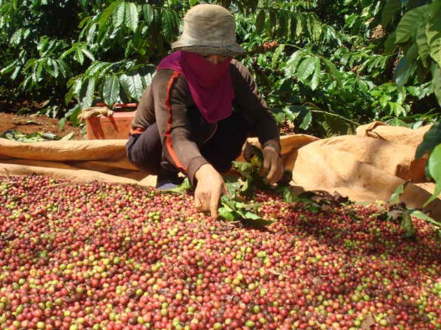 Vietnam Jan-Sept coffee exports likely fell 12% y/y - govt