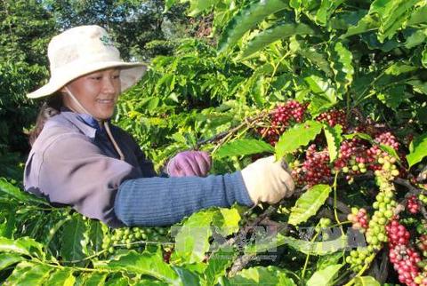 Viet Nam, China boost tea and coffee production co-operation
