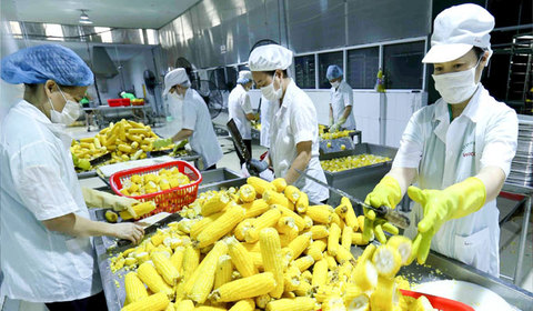 Asia, Europe important markets for VN fruit and veg