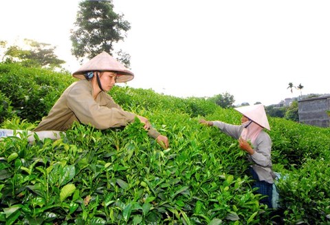Viet Nam’s export of tea to Taiwan up