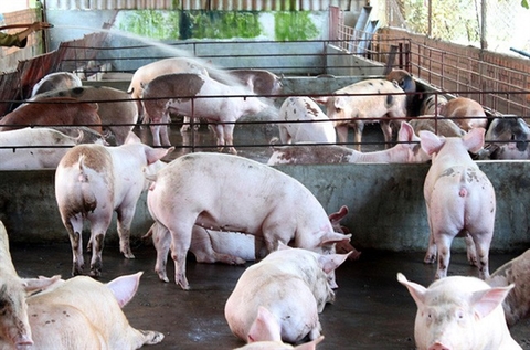 Domestic companies sign deals in livestock industry