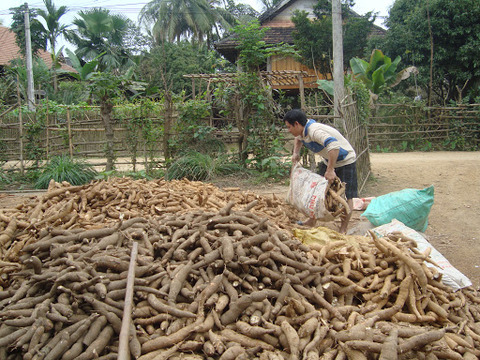Viet Nam sees cassava export reduction in two months of 2020