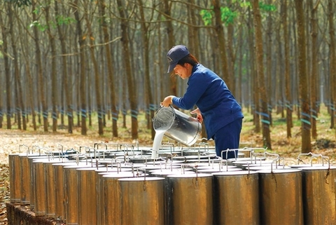 VinaCapital becomes major shareholder of Phuoc Hoa Rubber (PHR)