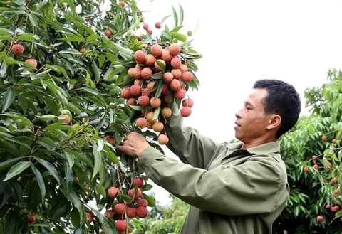 VN proposes solutions to Japan for export of lychee