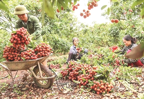 Bac Giang will boost domestic lychee consumption due to difficulties in export