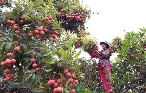 Lychee production hubs seek to boost consumption amid export difficulty
