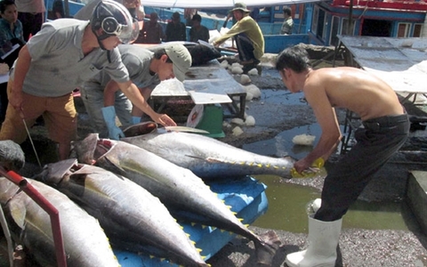 Tuna export market still unstable