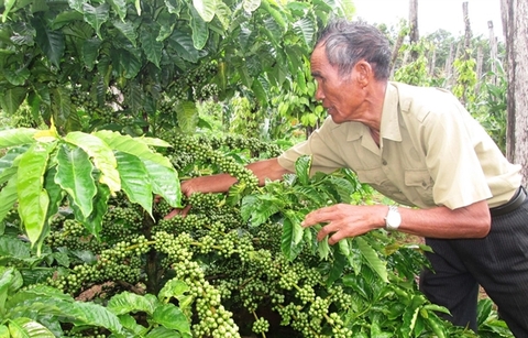 Viet Nam’s first batch of coffee under EVFTA exported