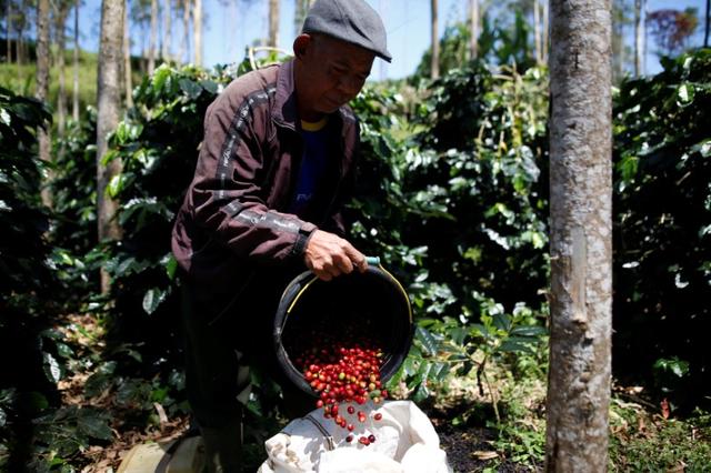 Asia Coffee-Vietnam prices fall for second straight week, Indonesia premiums gain
