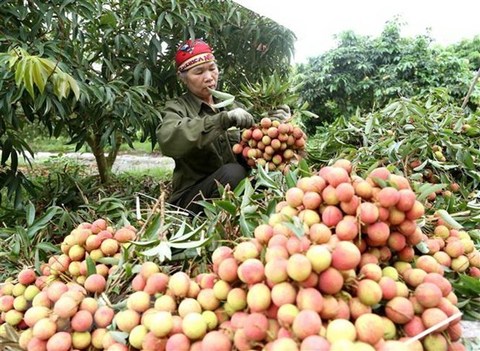 VN fruit, vegetable exporters need to be on top of Chinese policy changes: conference