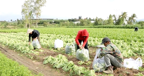 VN must develop collective economy