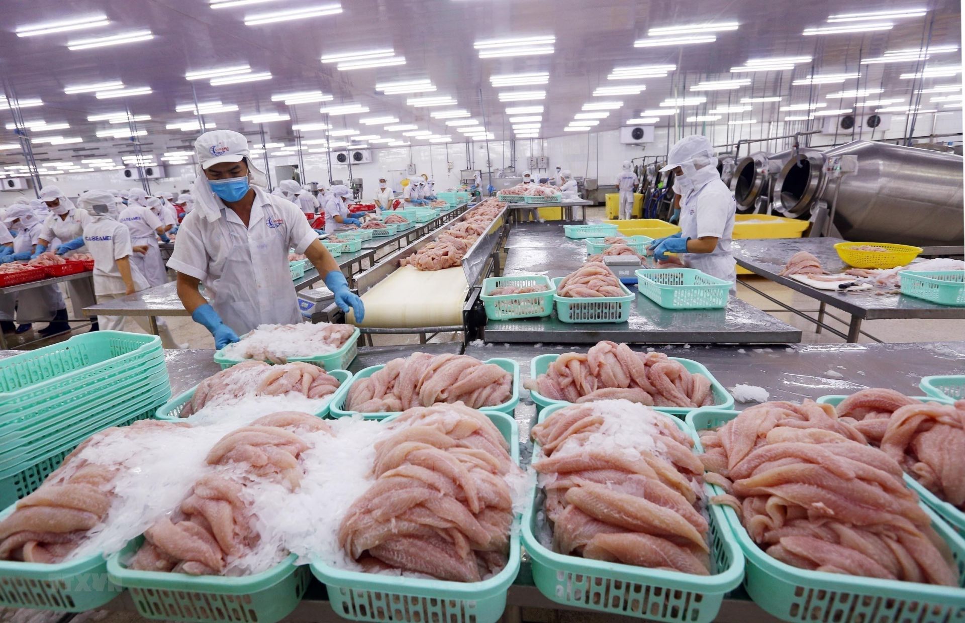 Seafood exports to top $12 billion by 2025: VASEP