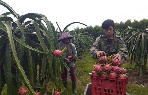 More than 14,000 tonnes of dragon fruit exported to China via Lao Cai border gates