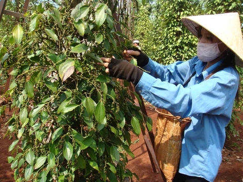 As pepper prices fall, experts urge farmers to go organic, join co-operatives