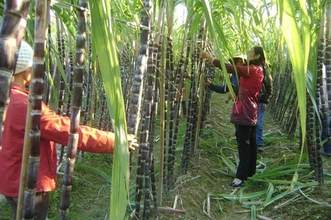 Sugar industry eyes solid 2021 after bitter year