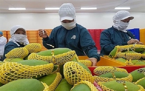 Exports of mango, guava and mangosteen to Russia soar