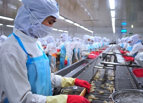 Ca Mau posts growth in shrimp exports despite pandemic