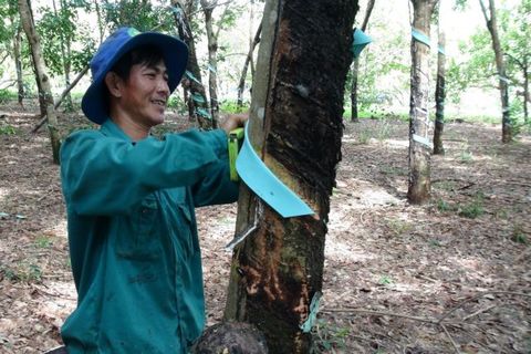 Vietnamese rubber producers (DPR) benefit from higher prices in Q2
