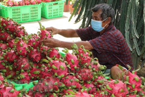 Measures sought to boost export of dragon fruit to India, Pakistan