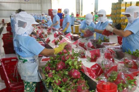 Project looks to bolster Viet Nam’s dragon fruit exports to Europe