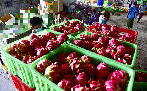 China suspends dragon fruit imports through Vietnam’s northern border gate after discovering coronavirus on shipment