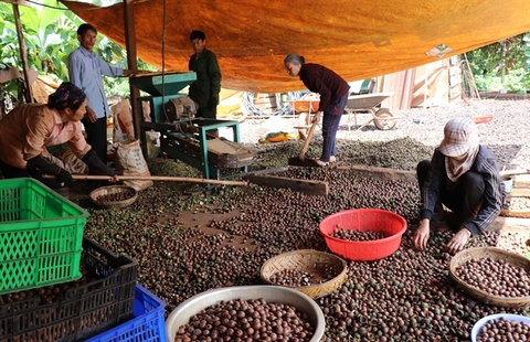 Turning Viet Nam's macadamias into an efficient and sustainable industry