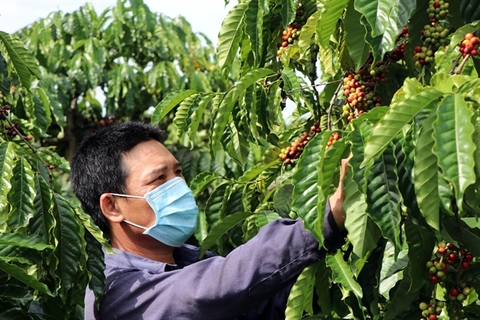 Germany becomes biggest market for Vietnamese coffee