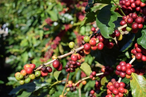 Coffee market feels brunt of fluctuating policies
