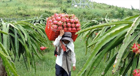 Binh Thuan strives to optimise protected GI of dragon fruit in Japan