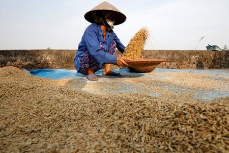 Vietnam 2021 coffee exports seen down 2.7% y/y, rice to fall 0.5%
