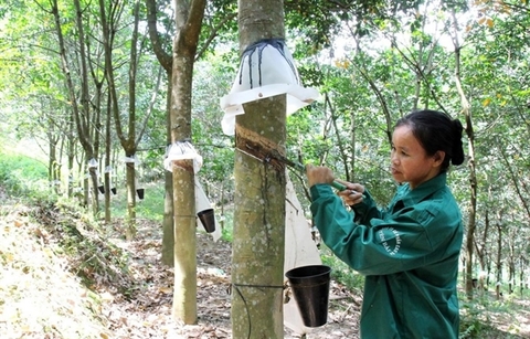 Mixed fortunes for rubber industry (PHR)