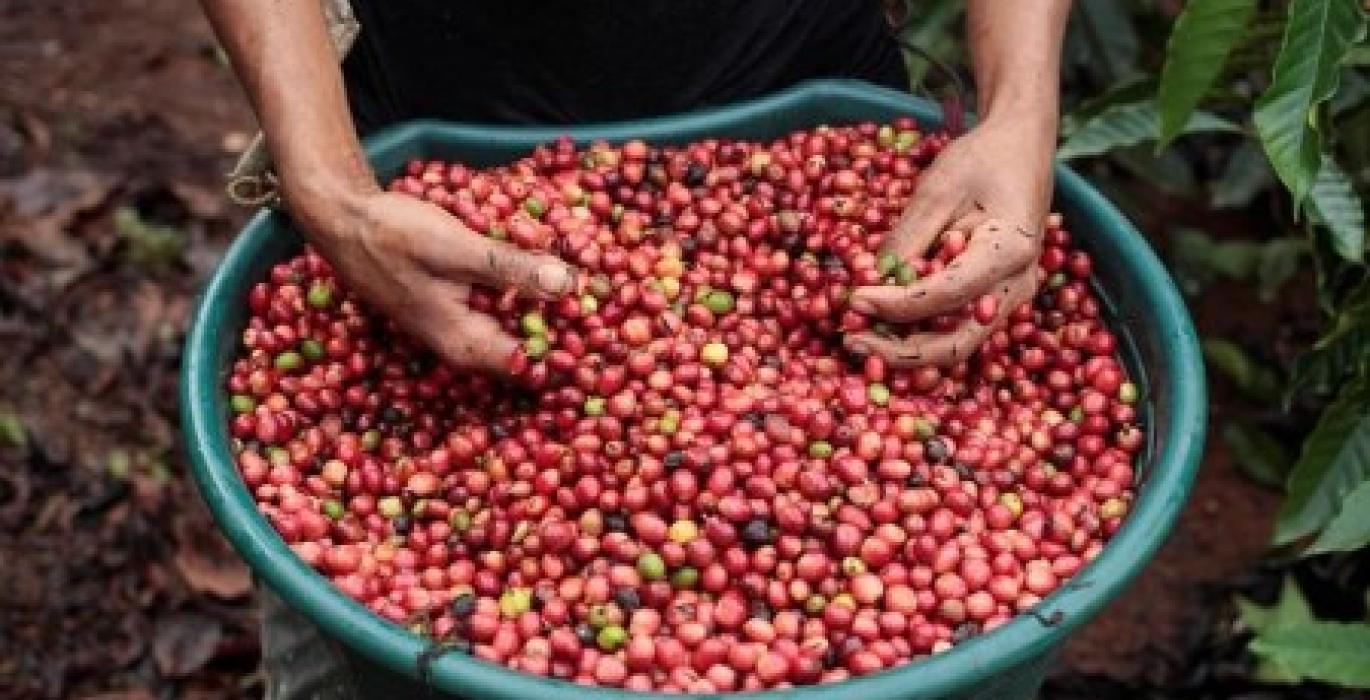 Asia Coffee-Vietnam trade muted on tight supply; prices fall in Indonesia